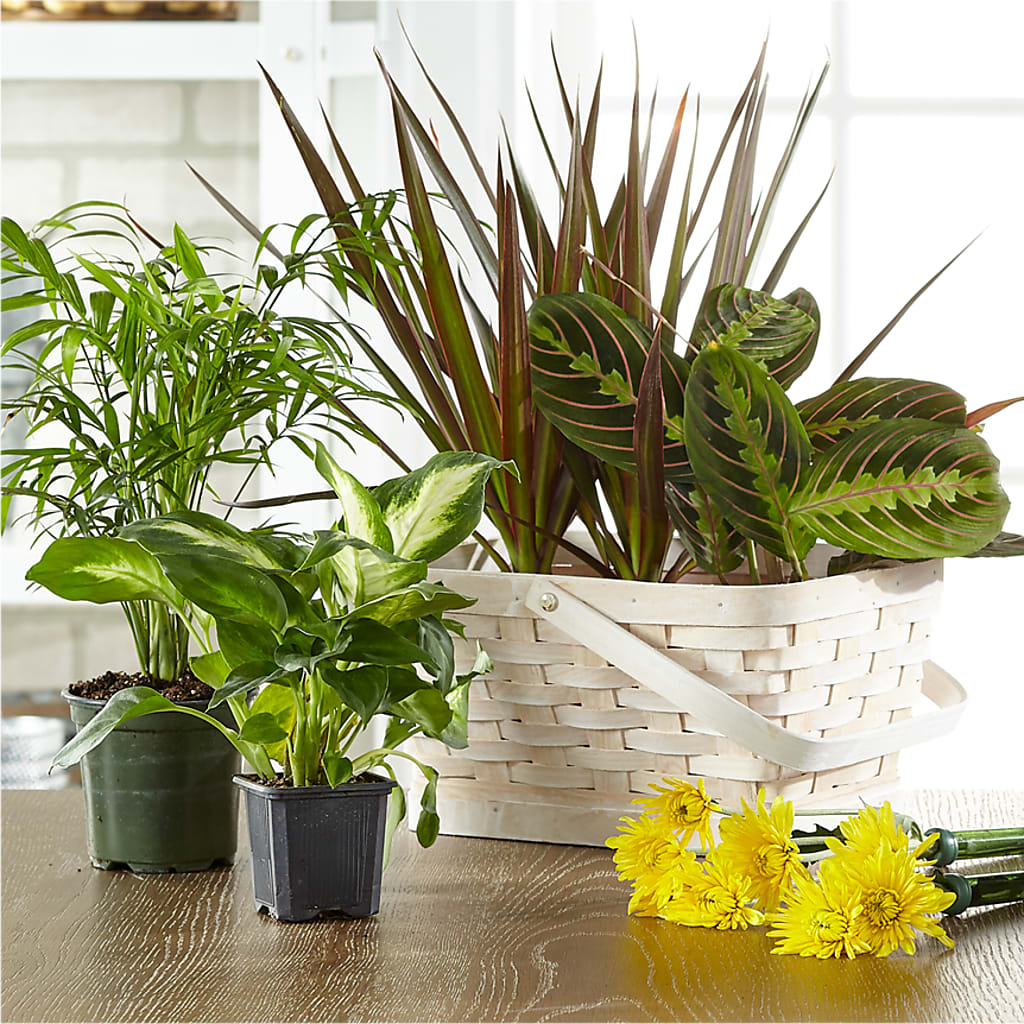 Florist Designed Blooming and Green Plants in a Basket – ELLIOTT'S FLORIST & GIFTS, INC., Appomattox VA