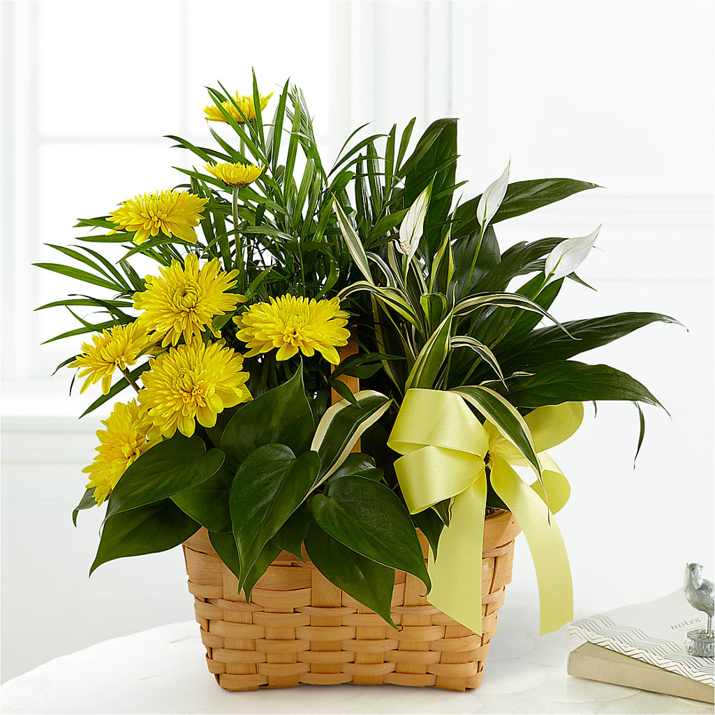 Loving Light Dishgarden – ELLIOTT'S FLORIST & GIFTS, INC., Appomattox VA