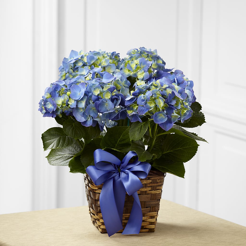 Blue Hydrangea Planter – ELLIOTT'S FLORIST & GIFTS, INC., Appomattox VA