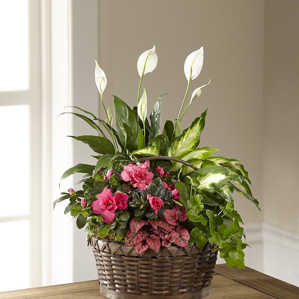 Dream in Pink Dishgarden – ELLIOTT'S FLORIST & GIFTS, INC., Appomattox VA