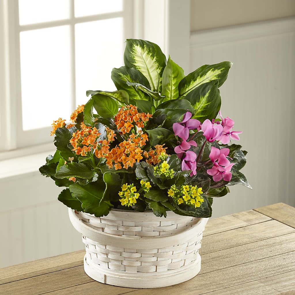 Color Crush Dishgarden – ELLIOTT'S FLORIST & GIFTS, INC., Appomattox VA
