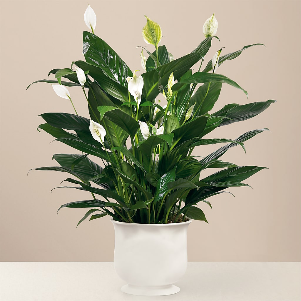 Comfort Planter – ELLIOTT'S FLORIST & GIFTS, INC., Appomattox VA