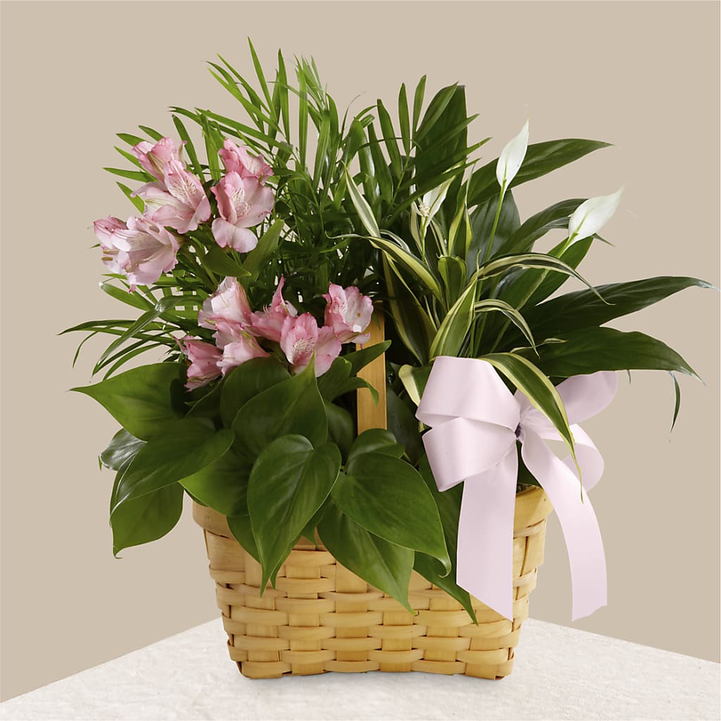Living Spirit Dishgarden – ELLIOTT'S FLORIST & GIFTS, INC., Appomattox VA