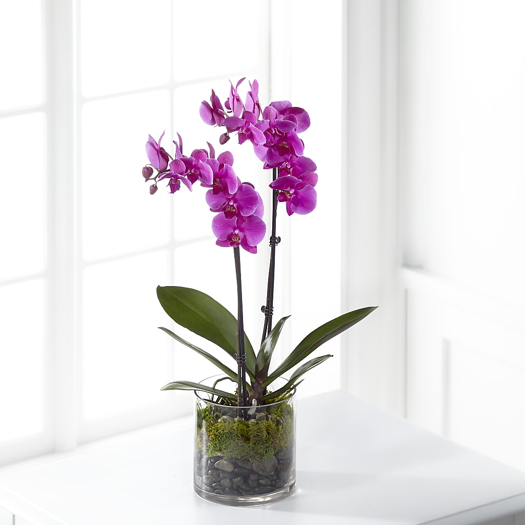 Pink Orchid Plant – ELLIOTT'S FLORIST & GIFTS, INC., Appomattox VA
