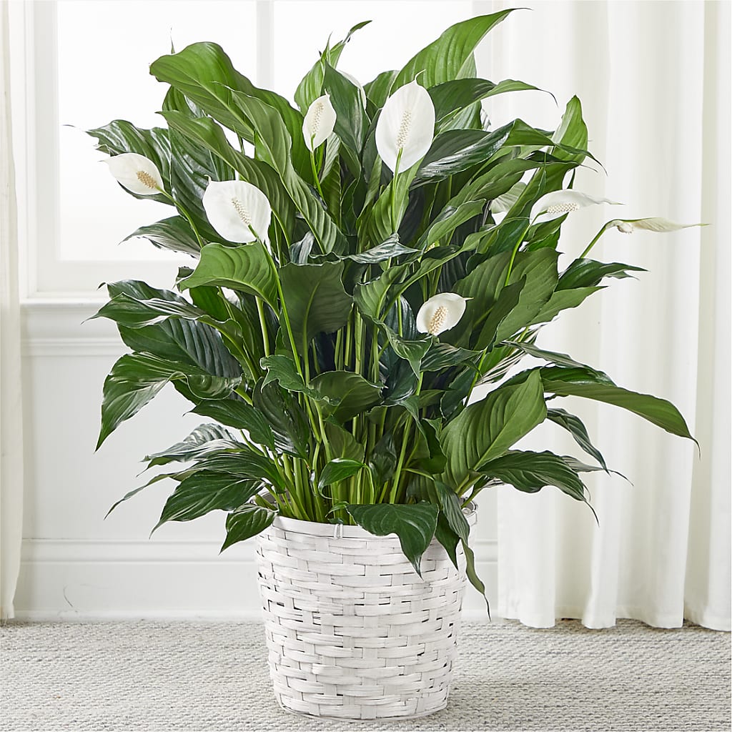 A New Leaf Peace Lily – ELLIOTT'S FLORIST & GIFTS, INC., Appomattox VA