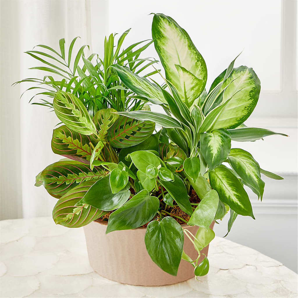 Balance & Harmony Dishgarden – ELLIOTT'S FLORIST & GIFTS, INC., Appomattox VA