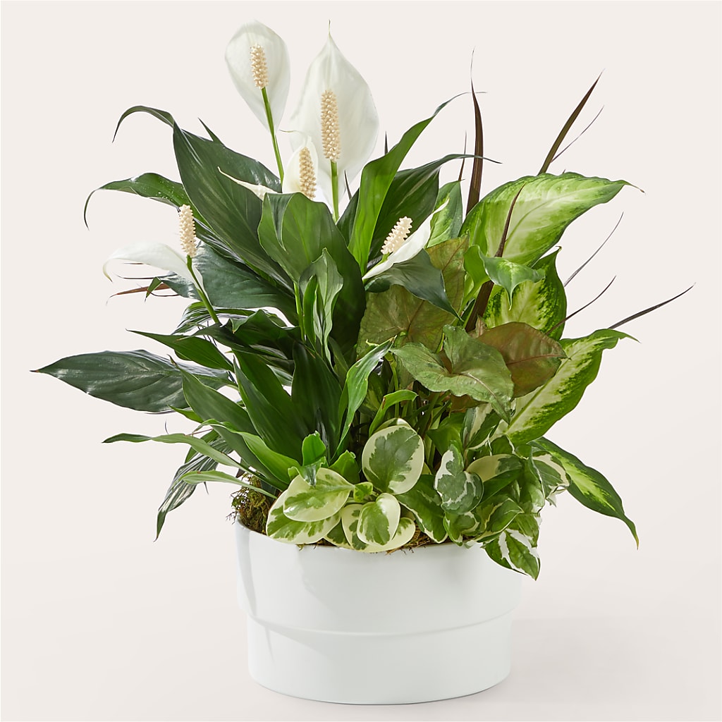 Radiating Positivity Dishgarden – ELLIOTT'S FLORIST & GIFTS, INC., Appomattox VA
