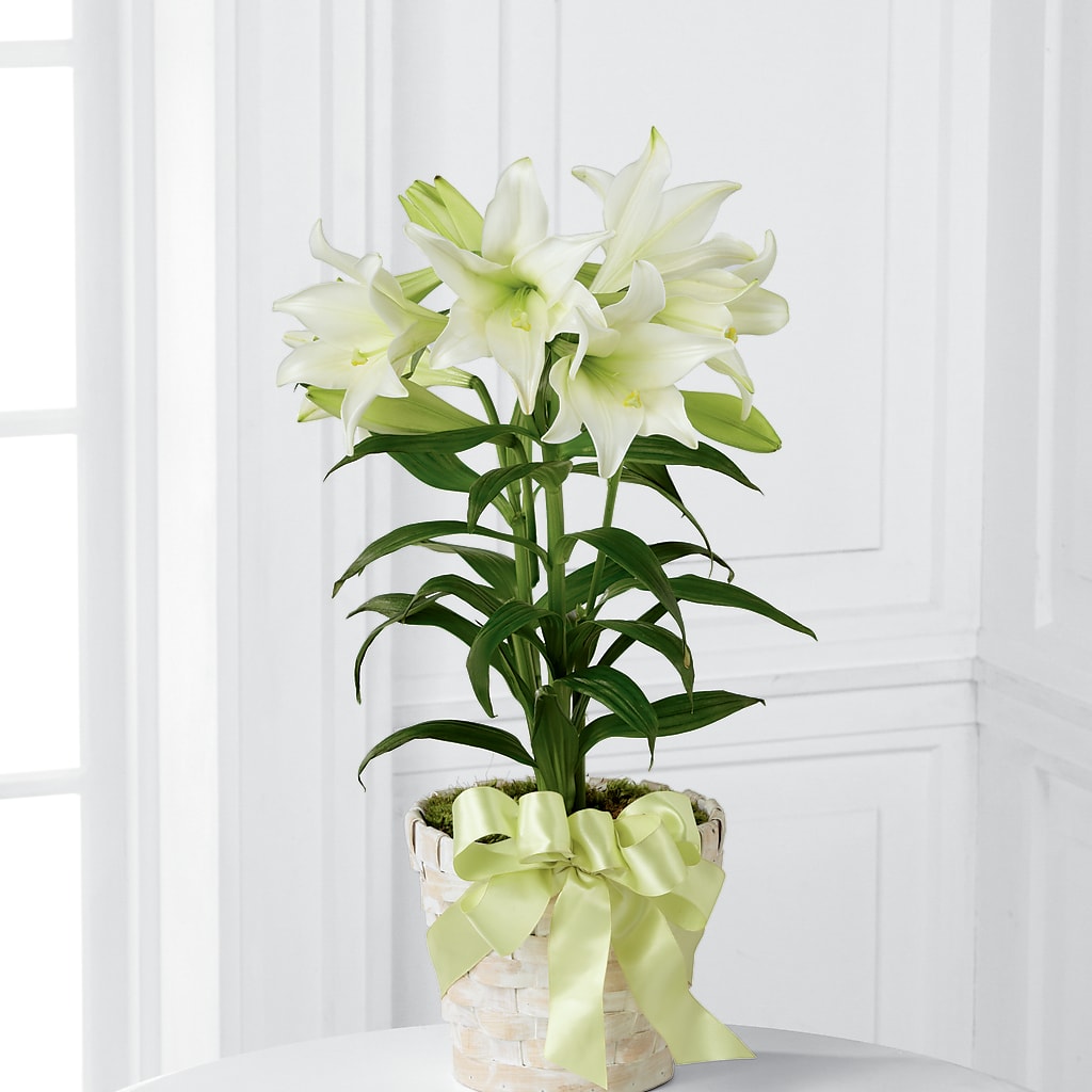 Easter Lily Plant – ELLIOTT'S FLORIST & GIFTS, INC., Appomattox VA