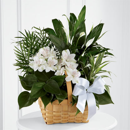 Peace & Serenity Dishgarden – ELLIOTT'S FLORIST & GIFTS, INC., Appomattox VA