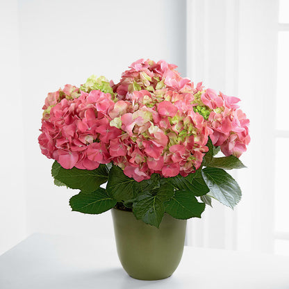 Pink Hydrangea Planter – ELLIOTT'S FLORIST & GIFTS, INC., Appomattox VA