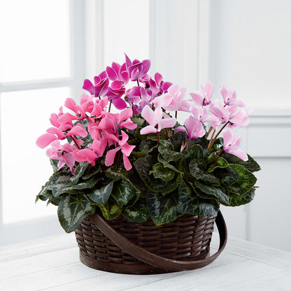 Mixed Cyclamen Planter – ELLIOTT'S FLORIST & GIFTS, INC., Appomattox VA