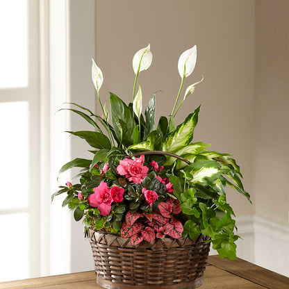 Dream in Pink Dishgarden – ELLIOTT'S FLORIST & GIFTS, INC., Appomattox VA
