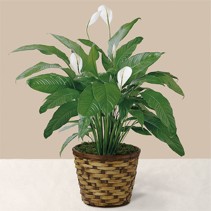 Tranquil Moments Peace Lily Plant – ELLIOTT'S FLORIST & GIFTS, INC., Appomattox VA