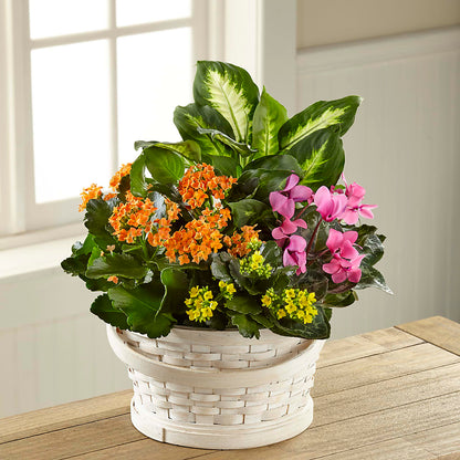 Color Crush Dishgarden – ELLIOTT'S FLORIST & GIFTS, INC., Appomattox VA