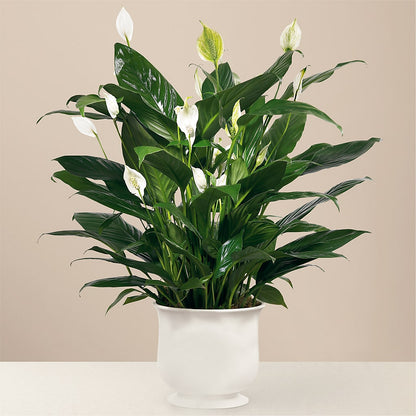 Comfort Planter – ELLIOTT'S FLORIST & GIFTS, INC., Appomattox VA