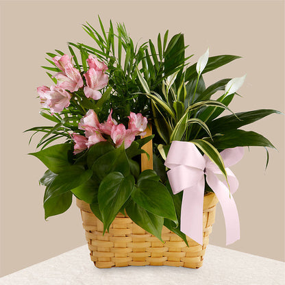 Living Spirit Dishgarden – ELLIOTT'S FLORIST & GIFTS, INC., Appomattox VA