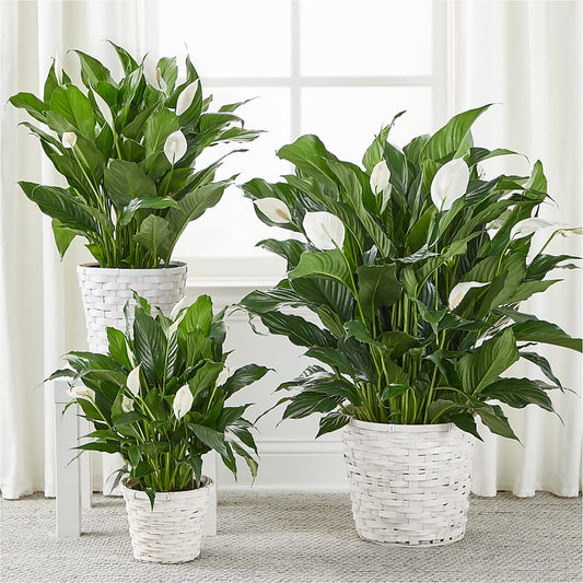 A New Leaf Peace Lily – ELLIOTT'S FLORIST & GIFTS, INC., Appomattox VA