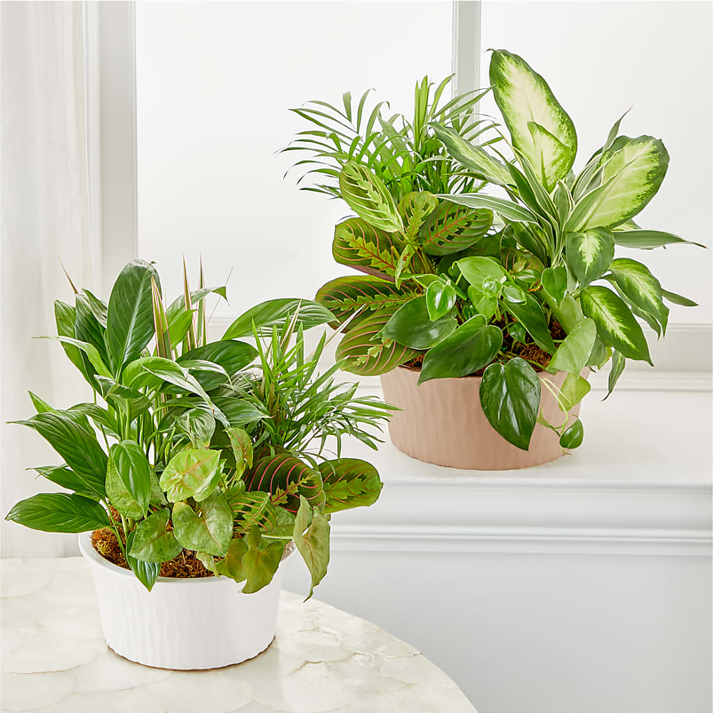 Balance & Harmony Dishgarden – ELLIOTT'S FLORIST & GIFTS, INC., Appomattox VA