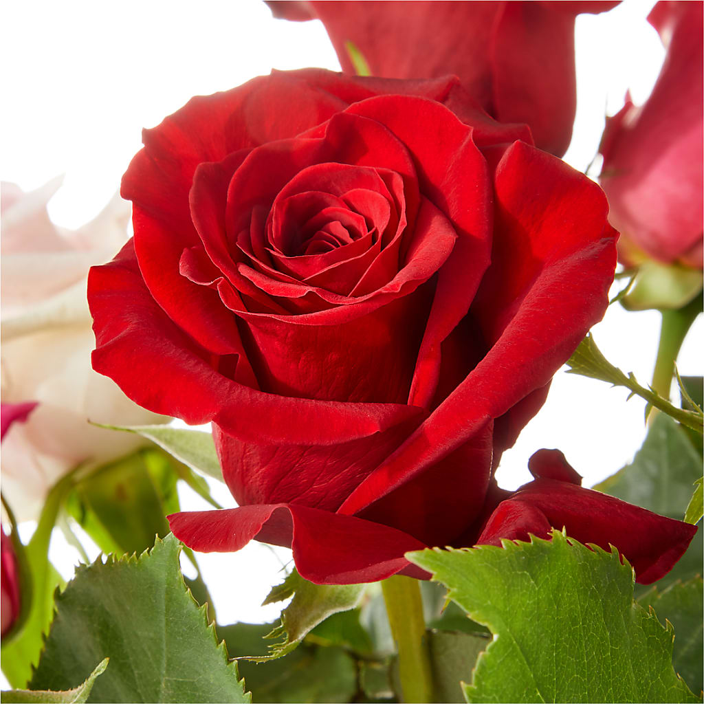 Love Notes Rose Bouquet – ELLIOTT'S FLORIST & GIFTS, INC., Appomattox VA