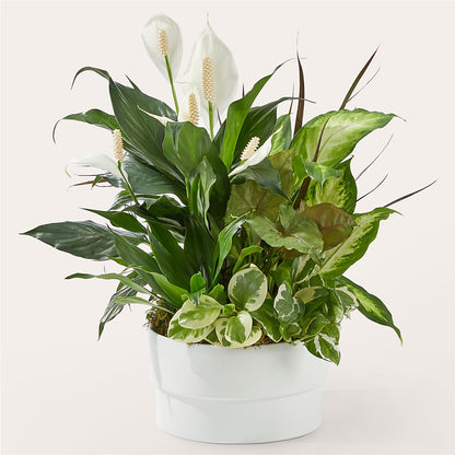 Radiating Positivity Dishgarden – ELLIOTT'S FLORIST & GIFTS, INC., Appomattox VA
